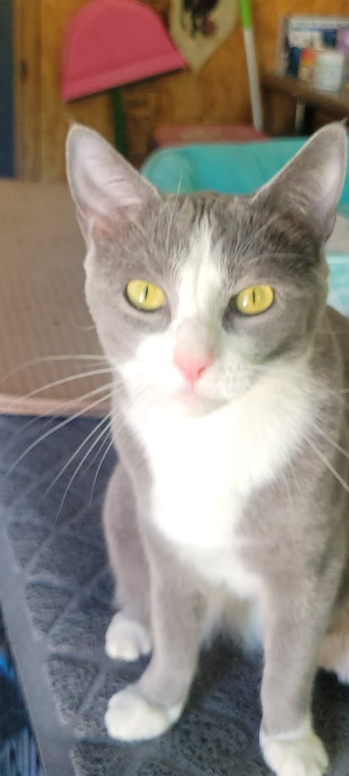 JASMINE - DISNEY LITTER - Domestic Short Hair available for adoption