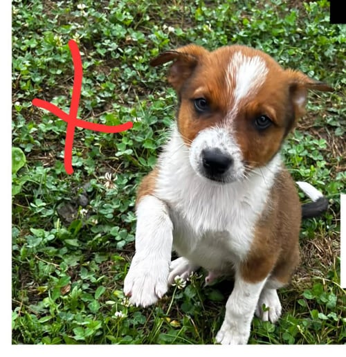 JACK - HALLOWEEN LITTER - Australian Cattle Dog/Blue Heeler available for adoption
