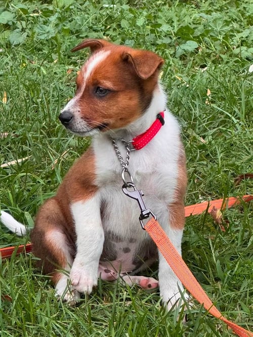 JACK - HALLOWEEN LITTER - Australian Cattle Dog/Blue Heeler available for adoption