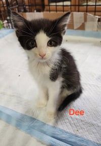 Dee - Photo 5
