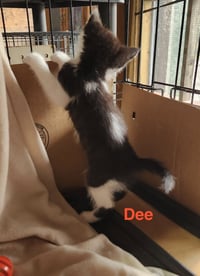 Dee - Photo 3