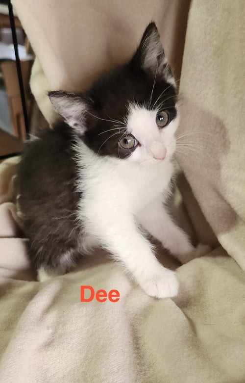 DEE - Domestic Short Hair available for adoption