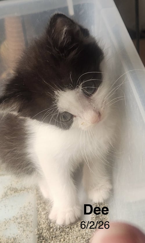 DEE - Domestic Short Hair available for adoption