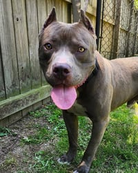 Willie - Photo 2