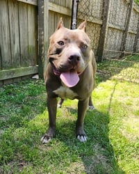 Willie - Photo 1