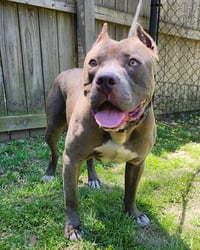 Willie - Photo 3
