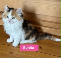 Sunita - The Country Litter - Photo 1