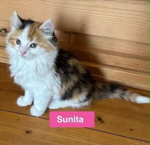 SUNITA - THE COUNTRY LITTER - Calico available for adoption