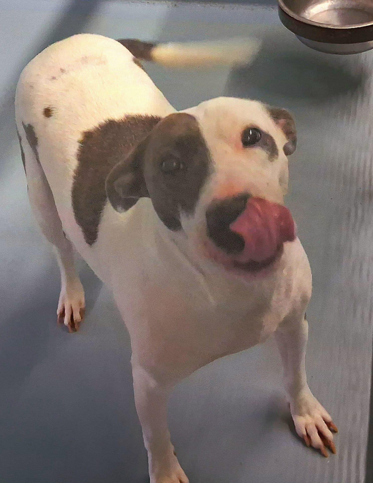 NANOOK - Hound / Terrier available for adoption