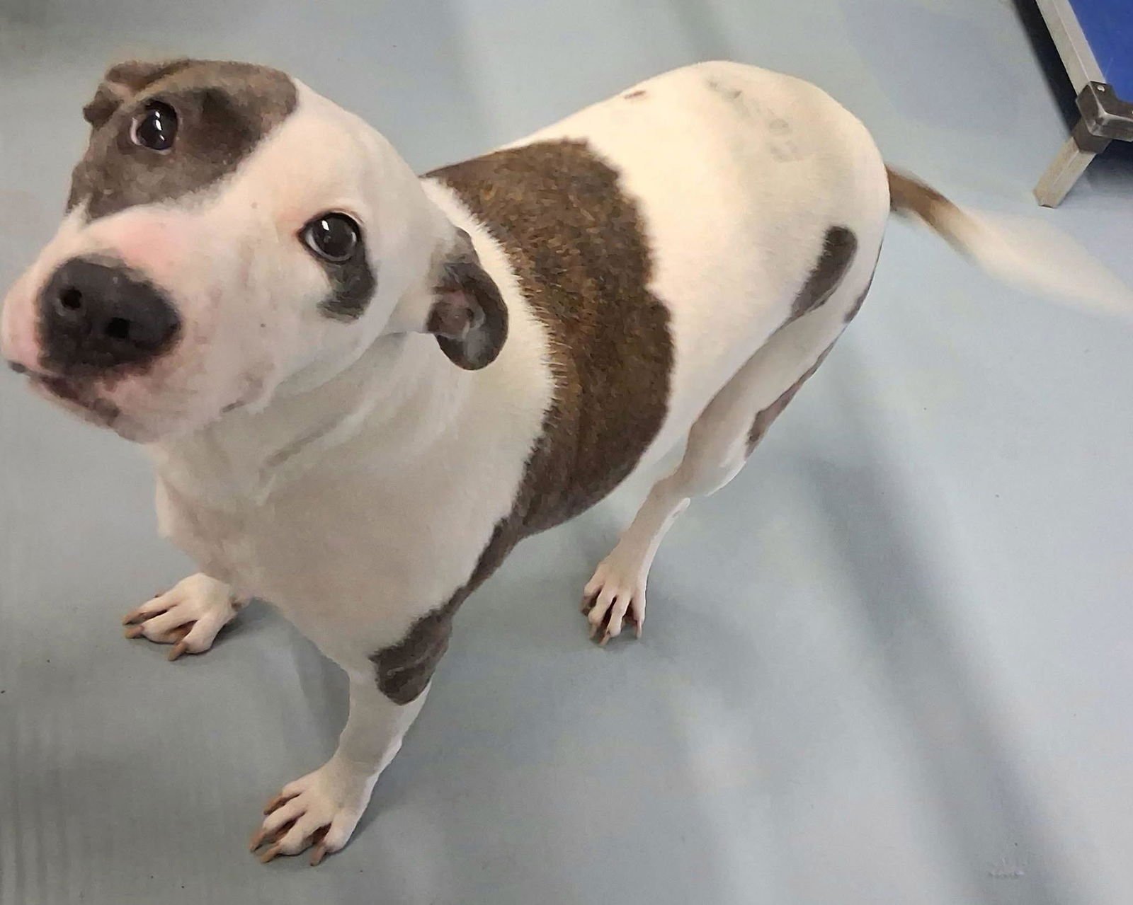 NANOOK - Hound / Terrier available for adoption