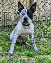 Ruger - coming soon! - Photo 1