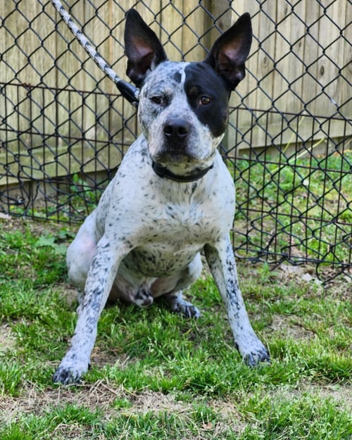 RUGER - COMING SOON! - Australian Cattle Dog/Blue Heeler available for adoption