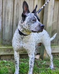 Ruger - coming soon! - Photo 3