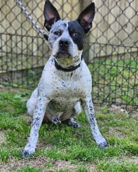 Ruger - coming soon! - Photo 4