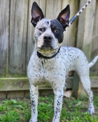 Ruger - coming soon! - Photo 5