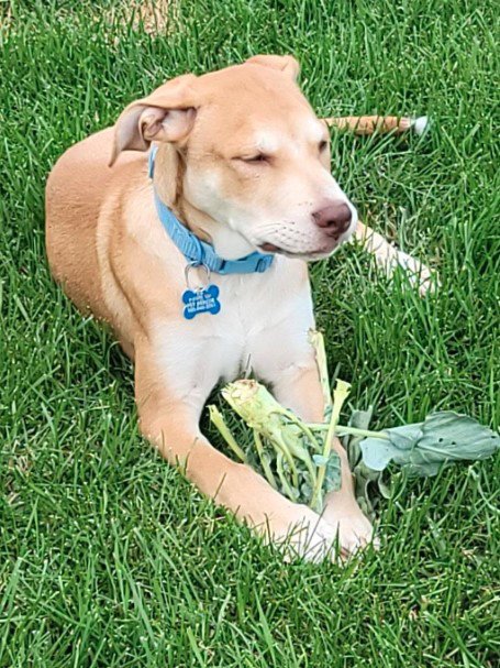 BLAZE - AMERICANA LITTER - Labrador Retriever / Yellow Labrador Retriever available for adoption