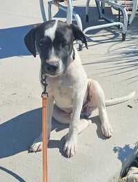 Emmett - Twilight Litter - Photo 2