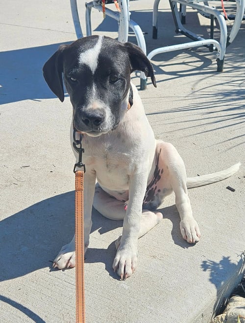 EMMETT - TWILIGHT LITTER - Hound available for adoption
