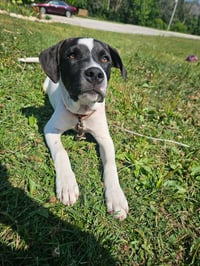 Emmett - Twilight Litter - Photo 1