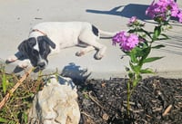 Emmett - Twilight Litter - Photo 4