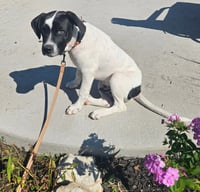 Emmett - Twilight Litter - Photo 3