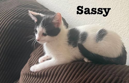 LITTLE SASS - THE JAN LITTER - Domestic Short Hair available for adoption