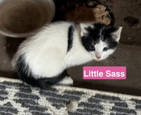 Little Sass - The Jan Litter - Photo 2