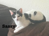 Little Sass - The Jan Litter - Photo 3