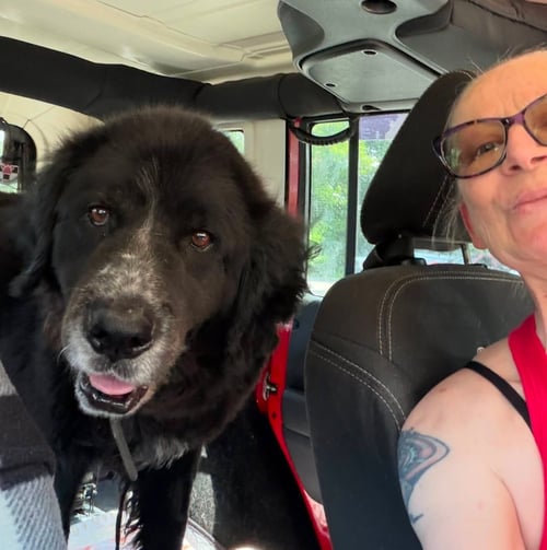 VADER - COMING SOON! - Black Labrador Retriever available for adoption