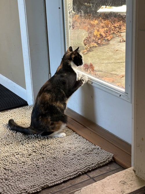 FRANNY - Calico available for adoption