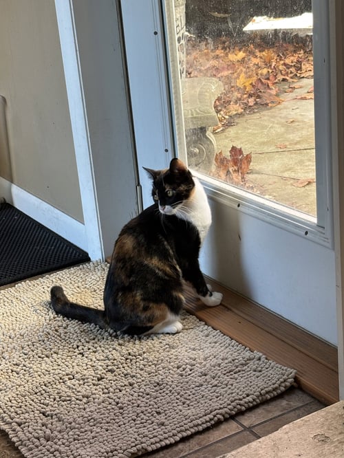 FRANNY - Calico available for adoption