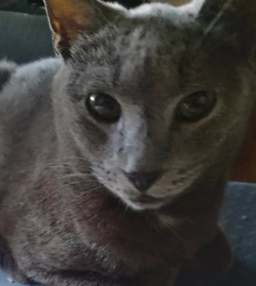 WARRIOR - Russian Blue available for adoption