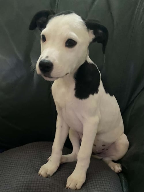 ROSALIE - TWILIGHT LITTER