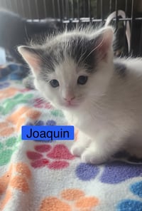 Joaquin - The Phoenix Litter - Photo 3