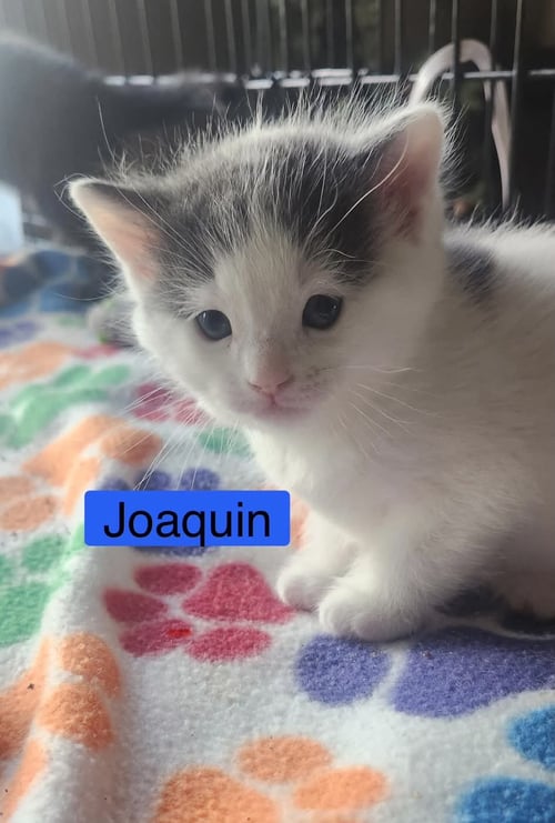 JOAQUIN - THE PHOENIX LITTER - Domestic Short Hair available for adoption