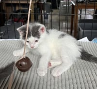 Joaquin - The Phoenix Litter - Photo 6
