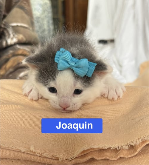 JOAQUIN - THE PHOENIX LITTER - Domestic Short Hair available for adoption
