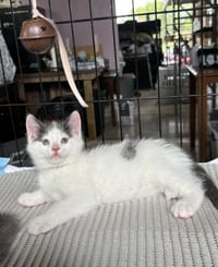 Joaquin - The Phoenix Litter - Photo 7