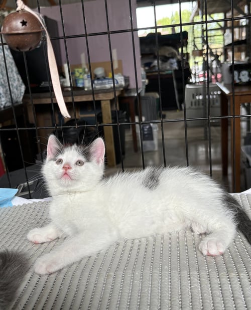 JOAQUIN - THE PHOENIX LITTER - Domestic Short Hair available for adoption