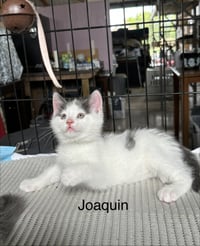 Joaquin - The Phoenix Litter - Photo 4
