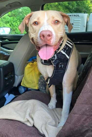 JUNO - Labrador Retriever available for adoption