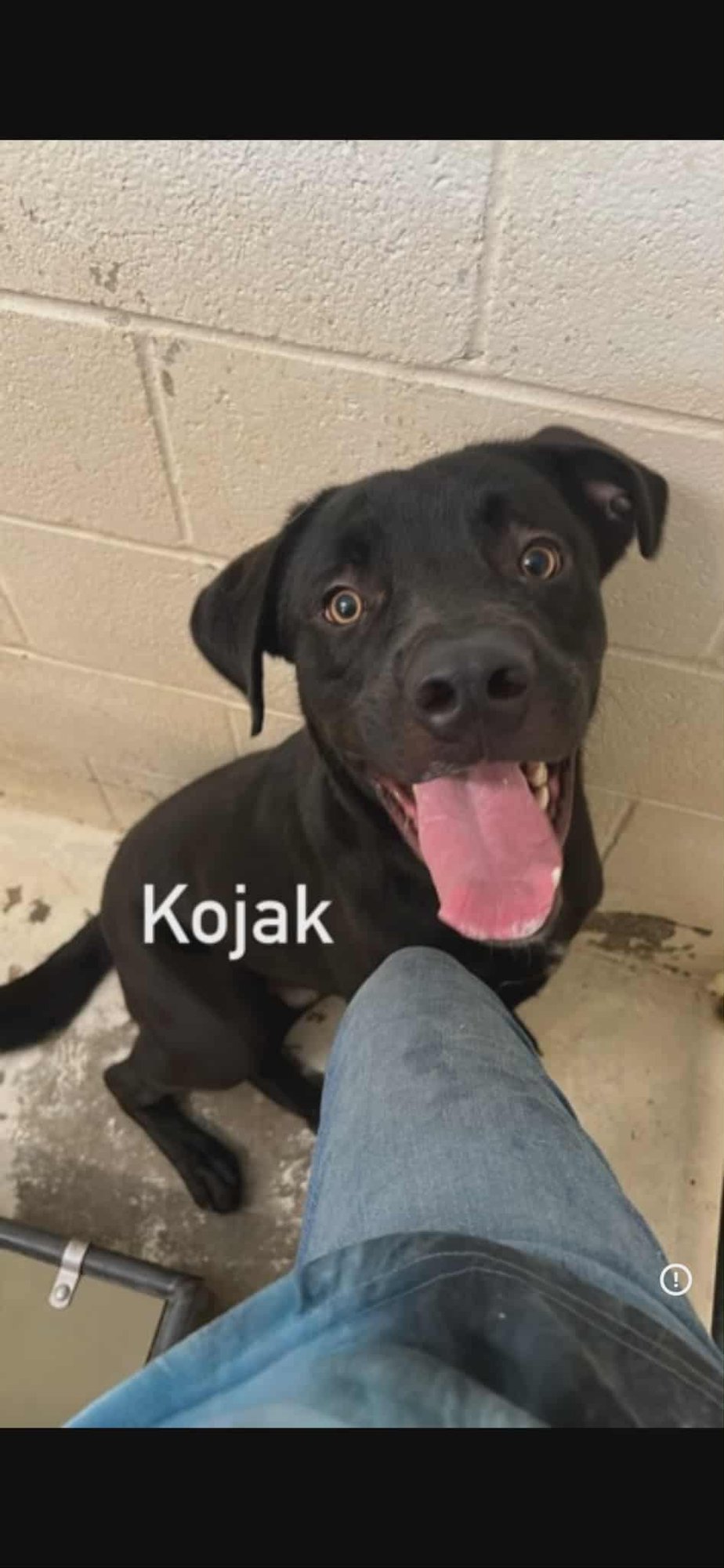 KOJACK - COMING SOON! - Great Dane / Labrador Retriever available for adoption