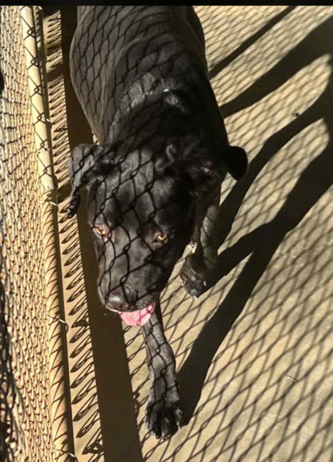 KOJACK - COMING SOON! - Great Dane / Labrador Retriever available for adoption