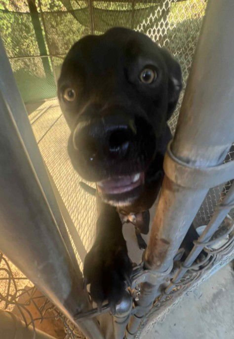 Kojack - Coming Soon! - Photo 3