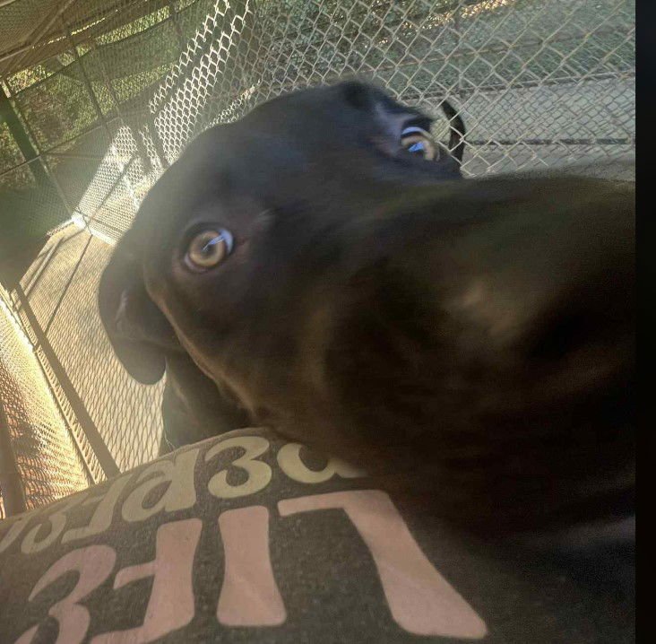 Kojack - Coming Soon! - Photo 4