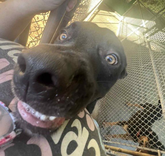 Kojack - Coming Soon! - Photo 5