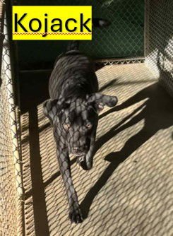 Kojack - Coming Soon! - Photo 6