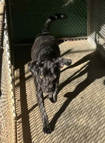 Kojack - Coming Soon! - Photo 7