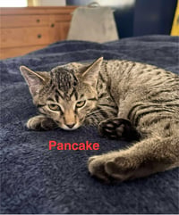 Pancake - Photo 2