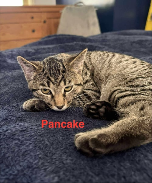 PANCAKE - Tabby available for adoption